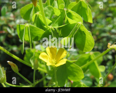 Oxalis stricta, auch bekannt als gelber Sauerampfer, ist eine kleine krautige Pflanze. Am 20. Mai 2014 wurde er für seine dreiblättrigen Blätter und kleinen gelben Blüten bekannt, die oft auf Rasenflächen und Gärten zu finden sind. Stockfoto