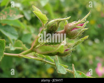 Ein Nahbild von Rosa rubiginosa, auch bekannt als süße Briar oder eglantine, eine Art wilder Rose, die in Europa beheimatet ist. Die Pflanze ist bekannt für ihre duftenden Blüten und wird häufig in der Kräutermedizin für ihre gesundheitlichen Vorteile verwendet. Stockfoto