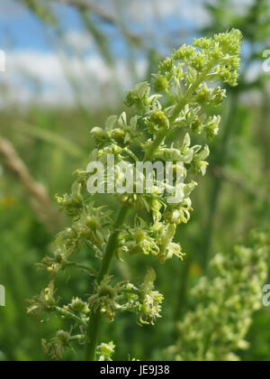 Reseda lutea, auch bekannt als gelbe Mignonette, ist eine in Europa und Teilen Asiens heimische blühende Pflanzenart. Sie kommt oft in trockenen, felsigen Umgebungen vor und wird wegen ihrer aromatischen Blüten geschätzt. Stockfoto