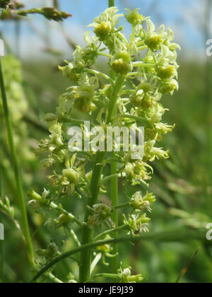 Reseda lutea, auch bekannt als gelbe Mignonette, ist ein mehrjähriges Kraut aus Europa. Sie produziert gelbe, duftende Blüten und kommt oft in felsigen oder gestörten Böden vor, die für ihre Verwendung in der Parfümerie und als Heilpflanze geschätzt werden. Stockfoto