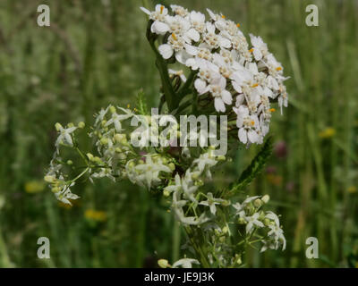 Achillea millefolium, allgemein bekannt als Schafgarbe, ist in diesem Bild vom 23. Mai 2014 dargestellt. Die Pflanze mit ihren weißen Blüten wird sowohl für medizinische Zwecke als auch als Zierpflanze verwendet. Stockfoto
