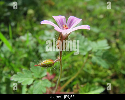 Geranium robertianum, allgemein bekannt als Kraut Robert, ist eine kleine blühende Pflanze, die in Wäldern und schattigen Gebieten vorkommt. Die Art zeichnet sich durch ihre zerklüfteten Blätter und hellrosa Blüten aus. Stockfoto
