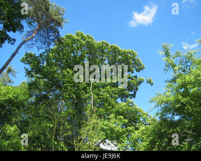 *Castanea sativa*, auch bekannt als Süßkastanie, ist eine in Europa und Asien heimische Baumart. Seine essbaren Nüsse werden in kulinarischen Gerichten häufig verwendet und haben eine lange Geschichte in der europäischen Landwirtschaft. Stockfoto