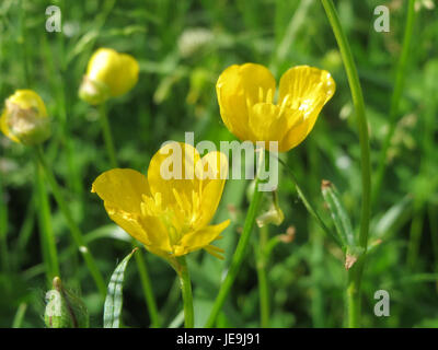Ranunculus bulbosus, auch bekannt als Knollenfalter, ist eine mehrjährige blühende Pflanze, die in Grasland und Wiesen vorkommt. Bekannt für seine hellgelben Blüten, gedeiht er in gemäßigten Klimazonen und gehört zur Familie der Ranunculaceae. Stockfoto