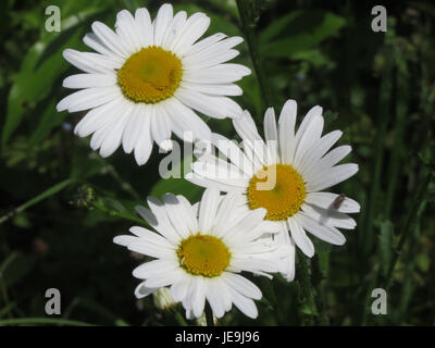 Leucanthemum vulgare, auch bekannt als Ochsenauge Gänseblümchen, ist eine mehrjährige Pflanze aus Europa. Sie zeichnet sich durch ihre weißen, Gänseblümchen-ähnlichen Blüten aus und findet sich häufig auf Wiesen und Grasflächen. Stockfoto