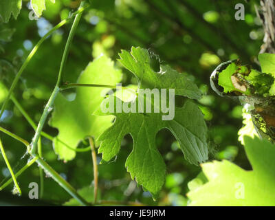 Nahaufnahme der *Vitis vinifera subsp. Sylvestris*, der wilde Vorfahre der modernen Weinrebe, aufgenommen am 6. Juni 2014. Diese Pflanze ist in Teilen Europas und des Kaukasus beheimatet und spielt eine entscheidende Rolle in der Geschichte des Weinbaus und der Weinherstellung. Seine kleinen, grünlichen Blüten und Ranken sind charakteristisch für wilde Weinreben. Stockfoto