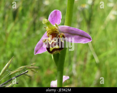 Eine Fotografie von *Ophrys apifera*, allgemein bekannt als die Bienenorchidee, aufgenommen am 10. Juni 2014. Die Bienenorchidee ist bekannt für ihr einzigartiges Aussehen, das einer Biene ähnelt und in verschiedenen europäischen Lebensräumen vorkommt. Stockfoto