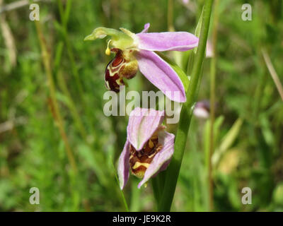 Ophrys apifera, auch bekannt als Bienenorchidee, ist eine in Europa heimische Orchideenart. Seine Blüten ähneln Bienen, einem Mimikry, das Bestäuber anzieht und in trockenen, grasbewachsenen Gebieten gedeiht. Stockfoto