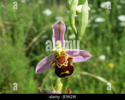 Ophrys apifera, auch bekannt als Bienenorchidee, ist eine in Europa heimische Orchideenart. Sie ist bekannt für ihre einzigartige Blütenform, die das Aussehen einer Biene nachahmt, um Bestäuber anzulocken. Stockfoto