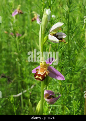 Ophrys apifera, auch bekannt als Bienenorchidee, ist eine in Europa heimische Orchideenart. Sie ist nach ihrer Blume benannt, die einer Biene ähnelt und bei der Bestäubung hilft, indem sie männliche Bienen anlockt. Diese Art kommt in Wiesen und Grasland vor. Stockfoto