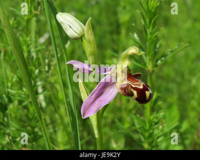 Eine Fotografie von Ophrys apifera, allgemein bekannt als die Bienenorchidee, aufgenommen am 10. Juni 2014. Die Blüte ist bekannt für ihre Ähnlichkeit mit einer Biene und ihre einzigartige Bestäubungsstrategie. Stockfoto