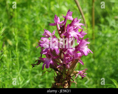 Anacamptis pyramidalis, auch bekannt als Pyramidenorchidee, ist eine blühende Pflanze aus Europa. Er ist bekannt für seine markante pyramidenförmige Form rosa Blüten, die typischerweise auf Wiesen und Grasland zu finden sind. Stockfoto