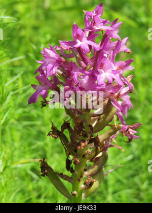 Anacamptis pyramidalis, auch bekannt als Pyramidenorchidee, ist eine blühende Pflanze aus der Orchideenfamilie. Er ist bekannt für seine charakteristischen pyramidenförmigen Blütenspitzen und kommt in Regionen Europas vor, wo er in gemäßigten Klimazonen gedeiht. Stockfoto