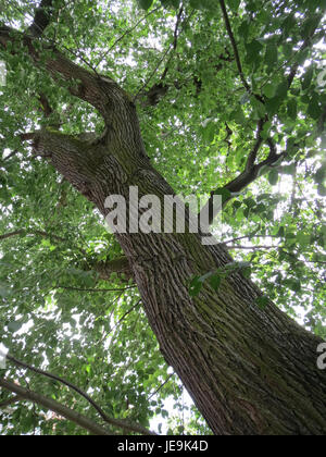 Ulmus glabra, allgemein bekannt als Wych Ulme, fotografiert am 11. Juni 2014. Der Baum ist bekannt für seine charakteristischen gezackten Blätter und die raue Rinde, die in gemäßigten Regionen Europas und Asiens verbreitet ist. Stockfoto