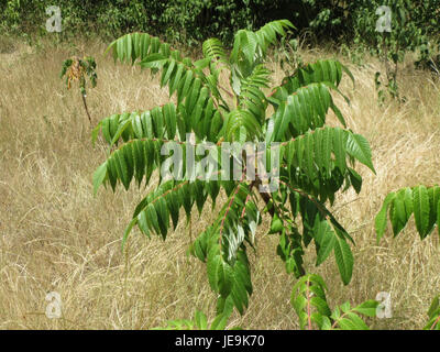 Rhus typhina, auch bekannt als Staghorn Sumac, ist ein Laubstrauch oder kleiner Baum, der für seine roten Fruchtblumen und das lebhafte Herbstlaub bekannt ist und in Nordamerika beheimatet ist. Stockfoto