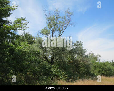 Salix alba, auch bekannt als Weide, ist eine Art Weidenbaum, die in Europa und Asien beheimatet ist. Es ist bekannt für seine schlanken Zweige, silberweißen Blätter und Rinde, die oft in der traditionellen Medizin verwendet wird. Weide gedeiht in Feuchtgebieten und ist wichtig für die Bodenstabilisierung. Stockfoto