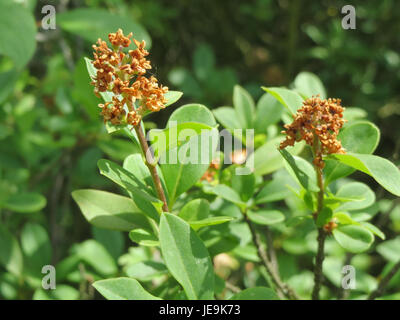 Ligustrum vulgare, allgemein bekannt als gewöhnlicher Privet, fotografiert am 13. Juni 2014 mit weißen Blüten und dichtem Sträucher. Stockfoto