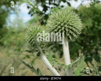 Eine Fotografie vom 13. Juni 2014, die Echinops sphaerocephalus, auch bekannt als Glockendistel, in Blüte zeigt. Die Art ist bekannt für ihre charakteristischen spitzen Blütenköpfe und ist in Teilen Europas und Asiens beheimatet. Stockfoto
