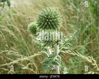 Das Foto vom 13. Juni 2014 zeigt Echinops sphaerocephalus, allgemein bekannt als Globus-Distel. Diese Pflanze zeichnet sich durch ihre stacheligen Kugelblumenköpfe aus und ist in Europa und Asien beheimatet. Stockfoto
