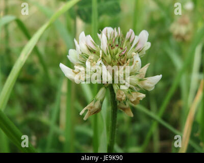 Trifolium repens, auch bekannt als Weißklee, ist ein mehrjähriges Kraut, das in Europa und Asien beheimatet ist. Er ist bekannt für seine weißen bis blassrosa Blüten und wird häufig als Bodendecke und Futtermittel für Nutztiere verwendet. Stockfoto