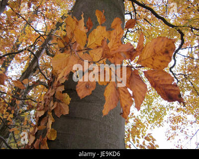 Eine Fotografie, die am 12. November 2012 aufgenommen wurde und die Buchenwald-Gedenkstätte in St. Leon darstellt. Das Bild unterstreicht die historische Bedeutung des Ortes als ehemaliges Konzentrationslager. Stockfoto