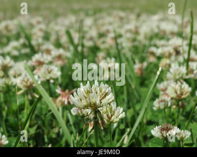 Trifolium repens, allgemein bekannt als Weißklee, fotografiert am 25. Juni 2014, hebt seine markanten weißen Blüten und seine Rolle als stickstofffixierende Pflanze im Ökosystem hervor. Stockfoto