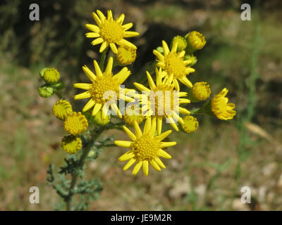 Jacobaea vulgaris, auch bekannt als Ragkraut, ist ein giftiges mehrjähriges Kraut, das in Europa beheimatet ist. Sie kommt häufig auf Weiden und an Straßenrändern vor, mit gelben Blüten und starkem Geruch. Trotz seiner Toxizität hat er ökologischen Wert bei der Unterstützung von Bestäubern. Stockfoto