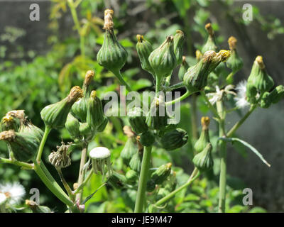 Sonchus asper, allgemein bekannt als die raue Sauendistel, ist eine in Europa heimische blühende Pflanzenart. Sie zeichnet sich durch ihre stacheligen Blätter und hellgelben Blüten aus, die typischerweise in gestörten Böden und städtischen Gebieten zu finden sind. Stockfoto