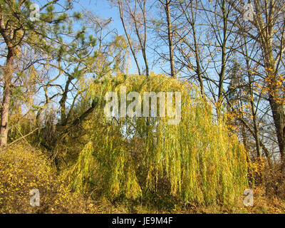 Dieses Bild fängt die trauernde Schönheit einer Trauerweide in Ketschau ein. Die langen, herabhängenden Äste des Baumes erzeugen eine düstere und ruhige Atmosphäre, ein Merkmal dieser Art, die oft in der Nähe von Gewässern zu finden ist. Stockfoto