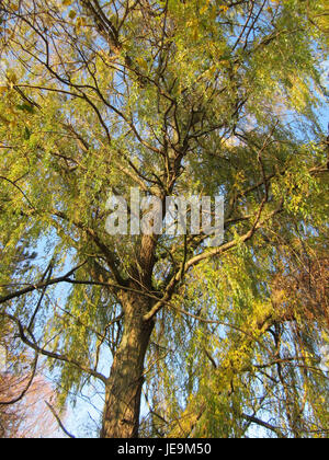 Trauerweide in Ketschau ist eine Art, die für ihre anmutigen, hängenden Äste bekannt ist und häufig in der Nähe von Gewässern vorkommt. Der Baum ist in verschiedenen Kulturen symbolisch und wird oft in ruhigen Landschaften gesehen. Stockfoto