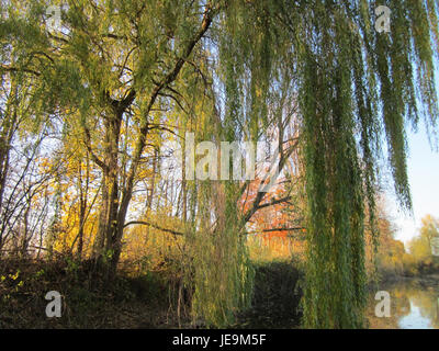Foto einer Trauerweide (Salix babylonica) in Ketschau, Deutschland, aufgenommen am 13. November 2012. Der Baum ist bekannt für seine herabhängenden Äste und Blätter. Stockfoto