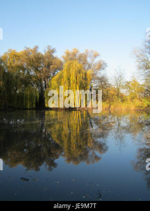Die Trauerweide in Ketschau, die am 13. November 2012 gezeigt wurde, ist eine Trauerweide, die für ihre herabhängenden Äste und ihre anmutige Erscheinung in Landschaften und Gärten bekannt ist. Stockfoto
