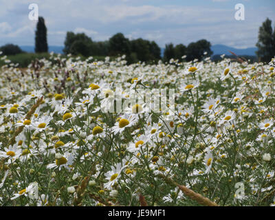 Tripleurospermum inodorum oder Duftloser Mayweed ist eine krautige Pflanzenart, die in Europa und Asien vorkommt. Er hat Gänseblümchen und ist oft in gestörten Böden zu finden, obwohl er keinen starken Duft hat. Stockfoto