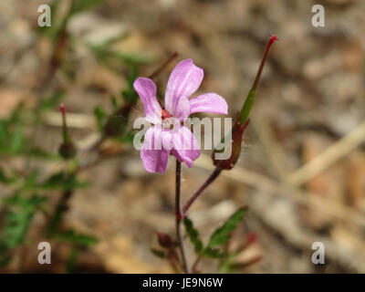 Eine botanische Fotografie von Geranium robertianum, allgemein bekannt als Kraut-Robert, eine kleine mehrjährige Pflanze mit rosa Blüten, die in Europa und Nordamerika gefunden wird. Stockfoto