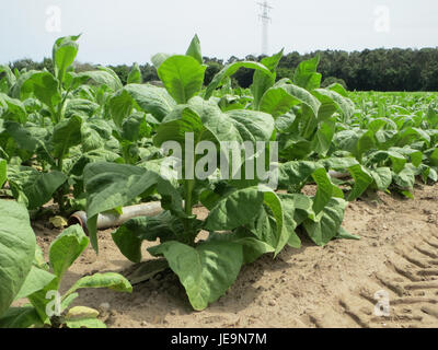 Ein Foto vom 4. Juli 2014, das ein Tabakfeld in Oftersheim zeigt. Das Bild konzentriert sich auf das Wachstum der Pflanze und den landwirtschaftlichen Prozess des Tabakanbaus. Stockfoto