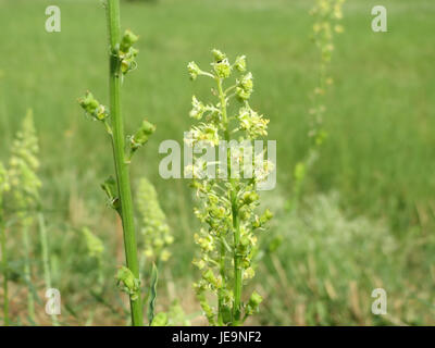 Ein Foto von Reseda lutea, auch bekannt als gelbe Mignonette, aufgenommen am 6. Juli 2014. Diese blühende Pflanze ist in Europa beheimatet und findet sich häufig in offenen Feldern und Wiesen. Stockfoto