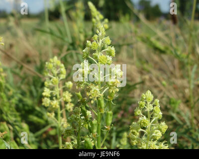 Dieses Bild vom 6. Juli 2014 zeigt die Reseda lutea, allgemein bekannt als gelbe Mignonette, eine in Europa heimische Pflanze. Das Foto zeigt die charakteristischen gelben Blüten und das üppige grüne Laub der Pflanze. Stockfoto