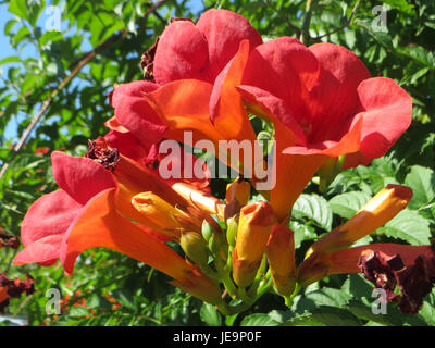 Dieses Bild zeigt den Hockenheimring, eine renommierte Motorsport-Rennstrecke in Hockenheim. Bekannt für die Austragung von Formel-1-Rennen und anderen großen Motorsport-Events, ist er einer der berühmtesten Rennstrecken der Welt mit einer reichen Geschichte in der Motorsport-Kultur. Stockfoto