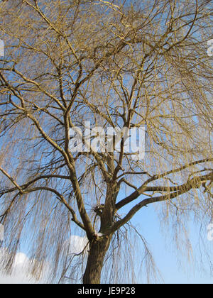 Das Bild zeigt eine Trauerweide in Hockenheim, aufgenommen am 14. März 2013. Der Baum ist bekannt für seine anmutigen, herabhängenden Äste, die einen weinenden Effekt erzeugen. Die Art kommt in gemäßigten Regionen häufig vor und findet sich oft in der Nähe von Wasserquellen, da sie feuchte Böden bevorzugt. Stockfoto