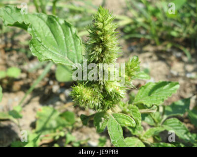 Amaranthus retroflexus, allgemein bekannt als Rehroot-Schweinekraut, ist eine Art blühender Pflanze aus der Familie der Amaranthaceae. Sie ist in Nordamerika weit verbreitet und findet sich häufig in gestörten Gebieten wie Feldern und Straßenrändern. Bekannt für sein schnelles Wachstum und seine Toleranz gegenüber verschiedenen Bodentypen, wird es in vielen Regionen als Unkraut angesehen. Stockfoto
