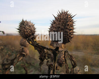 Eine Fotografie der Dornapfel (Datura stramonium) Pflanze, allgemein bekannt als Jimsonweed, die für ihre toxischen Eigenschaften und ihre historische Verwendung in der Volksmedizin bekannt ist. Stockfoto