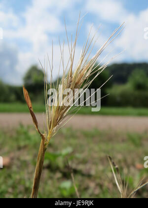 Hordeum murinum, auch bekannt als Mauergerste, ist eine in Eurasien und Nordafrika heimische Grasart. Es handelt sich um ein schnell wachsendes jährliches Gras, das typischerweise in gestörten Lebensräumen und an Straßenrändern gedeiht. Die Pflanze zeichnet sich durch ihre kleinen, stachelartigen Blüten und schlanken, grünen Stiele aus, was sie in städtischen und ländlichen Gebieten gleichermaßen zu einem häufigen Anblick macht. Stockfoto