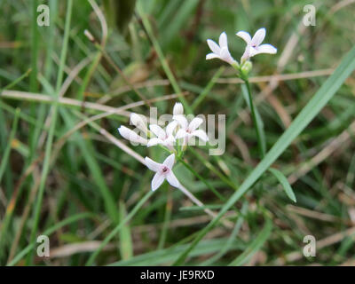 Eine Fotografie von Asperula cynanchica, allgemein bekannt als der Blaue Holzdruff, aufgenommen am 10. August 2014. Diese Pflanzenart zeichnet sich durch ihre aromatischen Blätter und kleinen, sternförmigen Blüten aus, die in Europa beheimatet sind und häufig in Wäldern vorkommen. Stockfoto