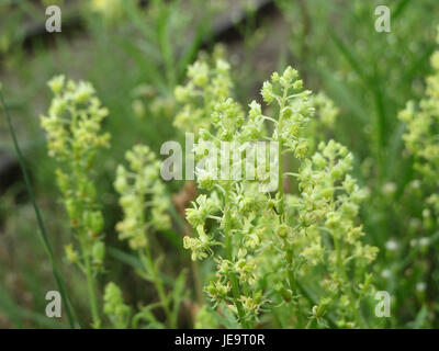 Reseda lutea ist eine blühende Pflanzenart aus der Familie der Mignonetten, die für ihre hellgelben Blüten bekannt ist. Sie ist in Europa beheimatet und wird häufig in gemäßigten Klimazonen gefunden, die wegen ihrer ornamentalen und medizinischen Eigenschaften geschätzt werden. Stockfoto