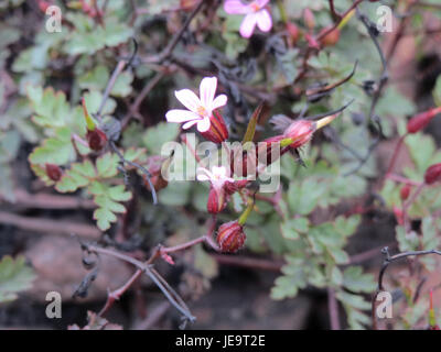 Eine Fotografie, die am 10. August 2014 aufgenommen wurde und Geranium robertianum, allgemein bekannt als Herb Robert, zeigt, welche charakteristischen roten Stiele und Blätter hervorhebt. Stockfoto