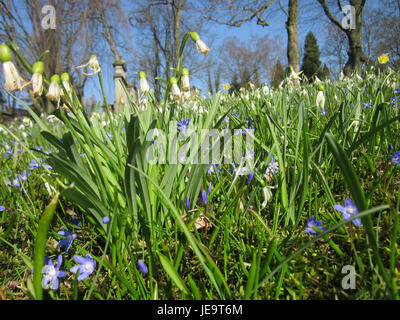 Dieses Bild zeigt die Schneeglöckchen-Blüten in Saarbrücken. Diese frühblühenden Blüten symbolisieren die wechselnden Jahreszeiten und sind eines der ersten Zeichen des Frühlings. Stockfoto