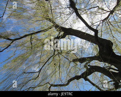 Dieses Foto, aufgenommen am 13. April 2013, zeigt eine Trauerweide in Ebertpark, Hockenheim. Der Baum ist bekannt für seine charakteristischen herabhängenden Äste und sein anmutiges Aussehen, oft verbunden mit friedlichen Umgebungen. Stockfoto