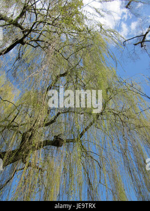 Das Bild zeigt eine Trauerweide in Ebertpark, Hockenheim. Der Park beherbergt eine Vielzahl von Pflanzenarten und dient als öffentliches Naherholungsgebiet. Stockfoto