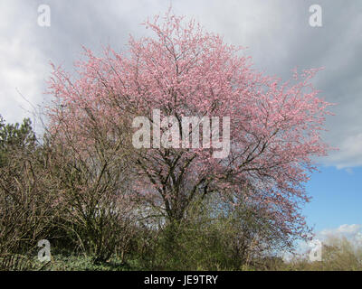 Prunus cerasifera, auch bekannt als Kirschpflaume, ist ein Laubbaum aus Hockenheim. Er ist bekannt für seine frühen Frühlingsblüten, typisch weiß oder rosa, und seine kleinen, pflaumenartigen Früchte. Stockfoto