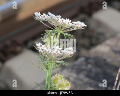 Daucus carota, auch bekannt als die wilde Karotte, ist eine zweijährige Pflanze, die in Europa und Asien beheimatet ist. Es ist der Vorfahre der angebauten Karotte mit gefiederten Blättern und kleinen weißen Blüten in Dolden. Sie wächst auf offenen Feldern und in gestörten Gebieten. Stockfoto